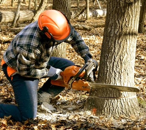 Tree Removal in Levant, ME
